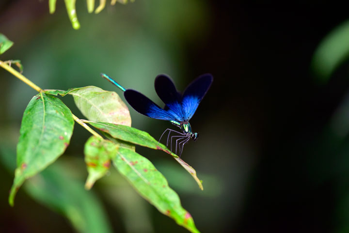 リュウキュウハグロトンボ雄