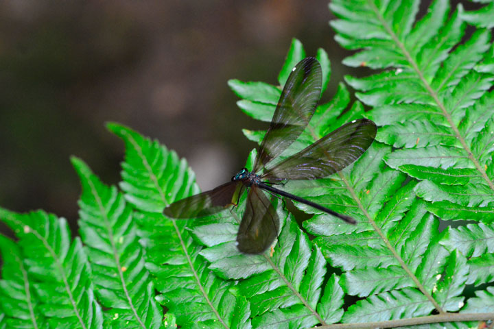 リュウキュウハグロトンボ雌