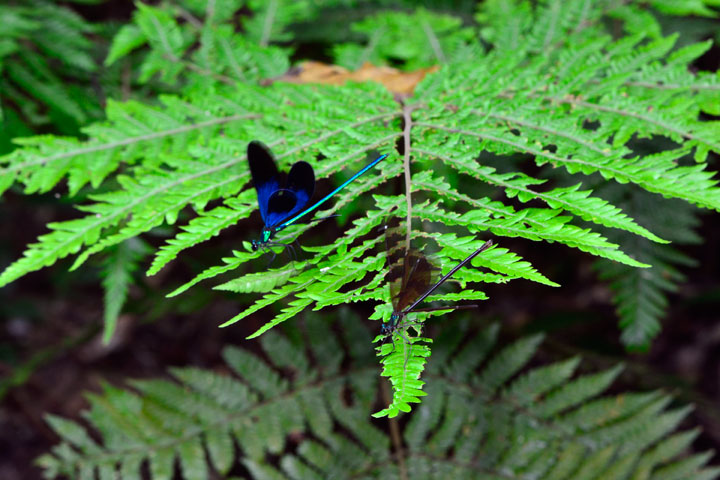リュウキュウハグロトンボ雌雄