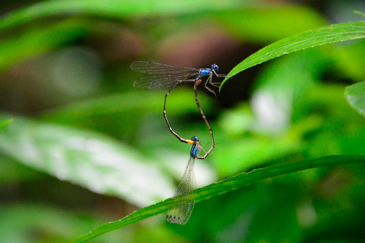 リュウキュウルリモントンボ交尾ペア