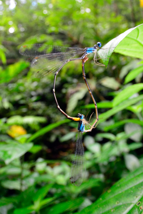 リュウキュウルリモントンボ・ペア