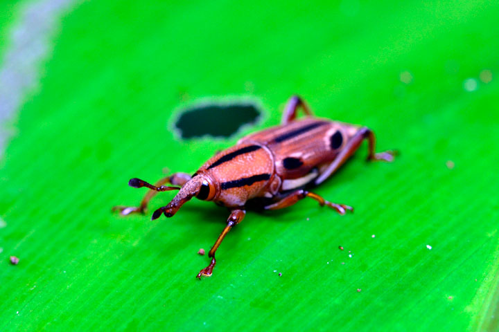 ヨツメオサゾウムシ