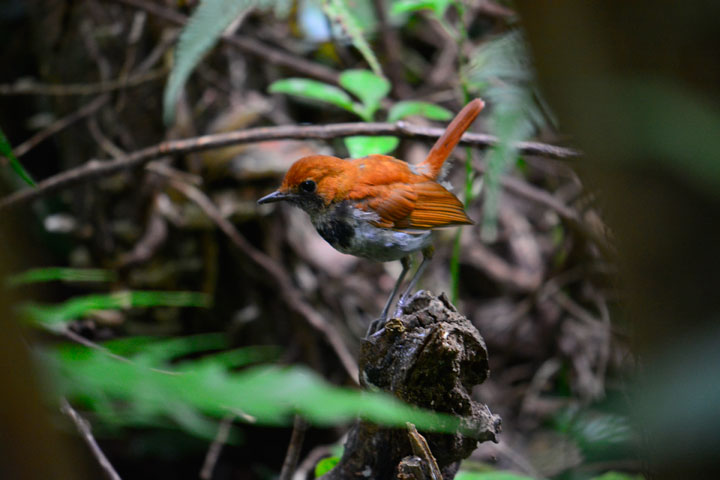 ホントウアカヒゲ雄・亜成鳥