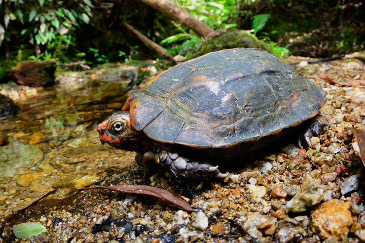 リュウキュウヤマガメ