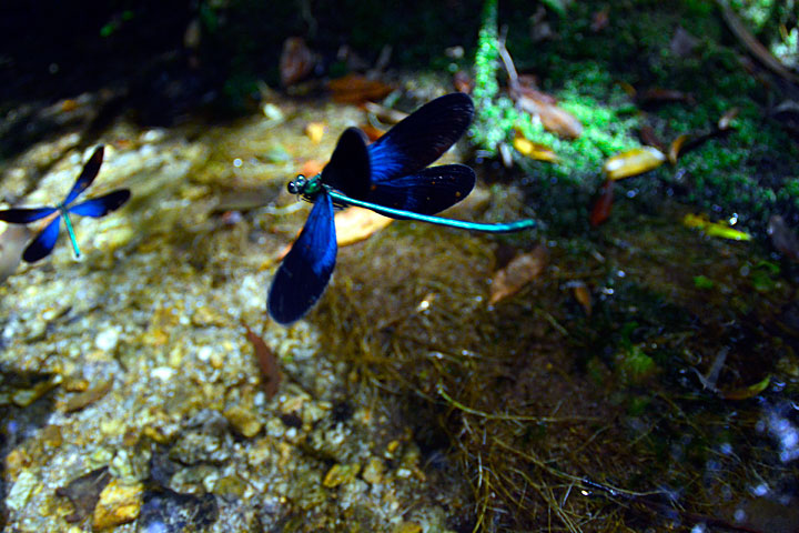 リュウキュウハグロトンボ雄