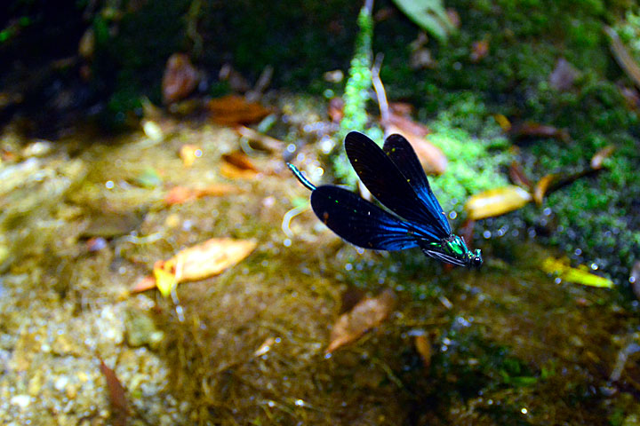 リュウキュウハグロトンボ雄