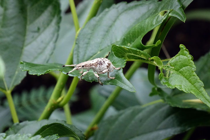 オキナワクワゾウムシ