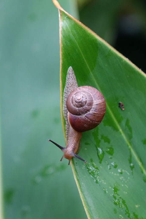 ウスカワマイマイ