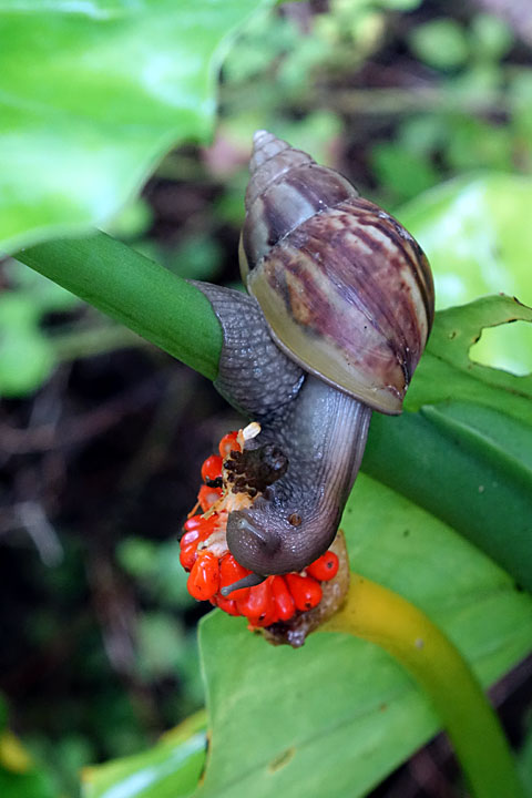 アフリカマイマイ