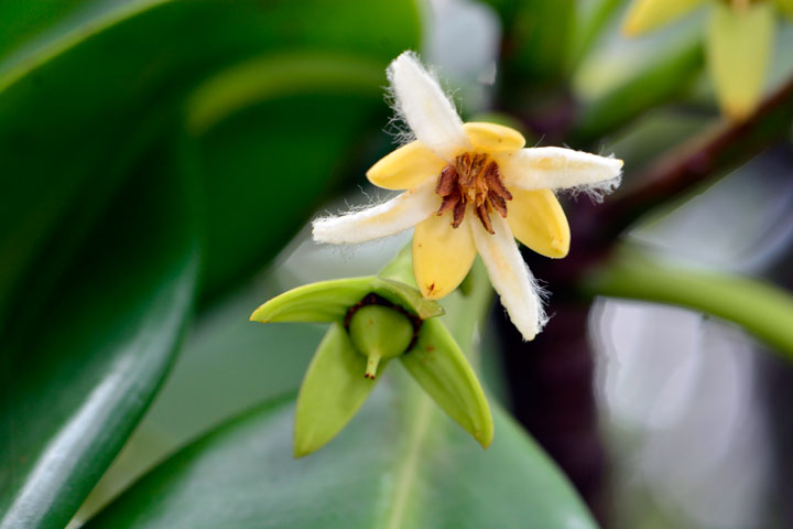 ヤエヤマヒルギ花