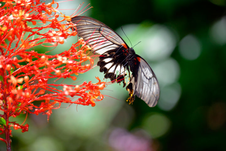 ナガサキアゲハ雌