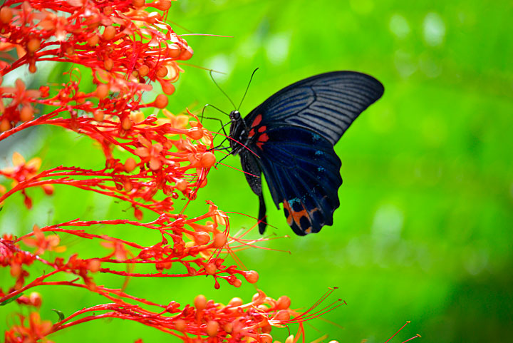 ナガサキアゲハ雄