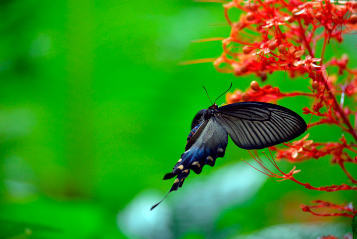 ジャコウアゲハ