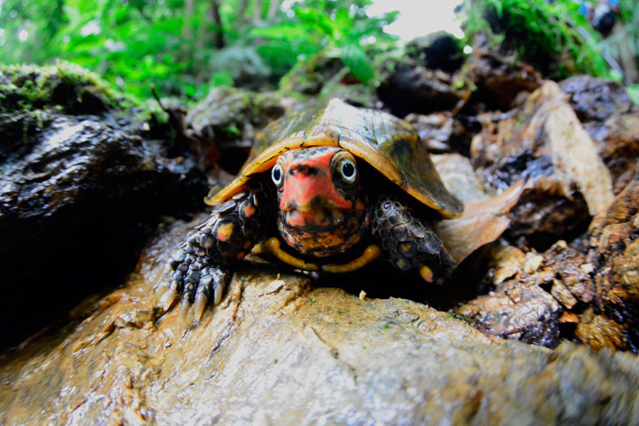 リュウキュウヤマガメ