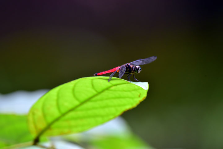 オオハラビロトンボ雄