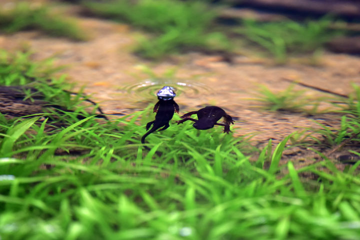 シリケンイモリ