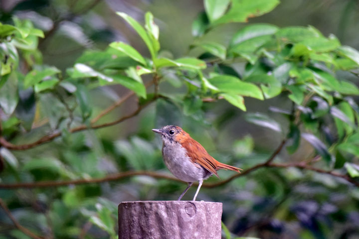ホントウアカヒゲ雄幼鳥