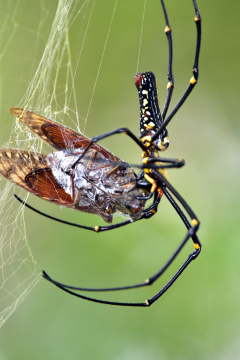 オオジョロウグモ雌