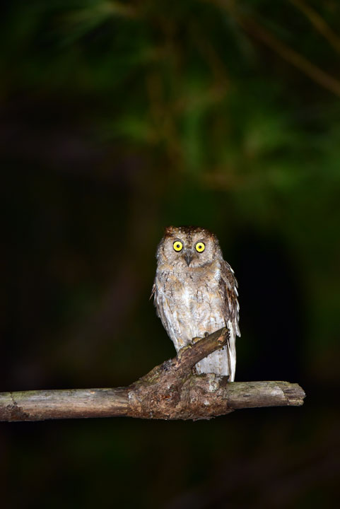 リュウキュウコノハズク