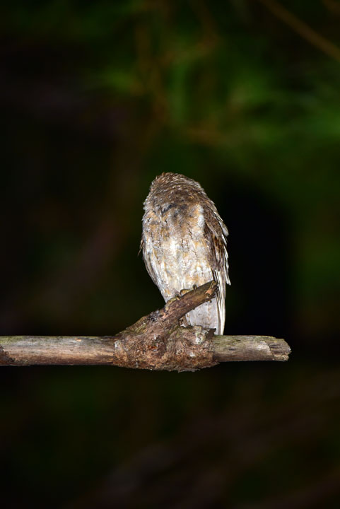 リュウキュウコノハズク