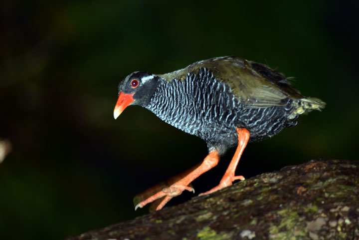 ヤンバルクイナ