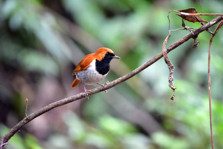 ホントウアカヒゲ雄