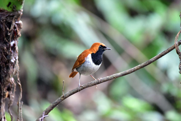 ホントウアカヒゲ雄