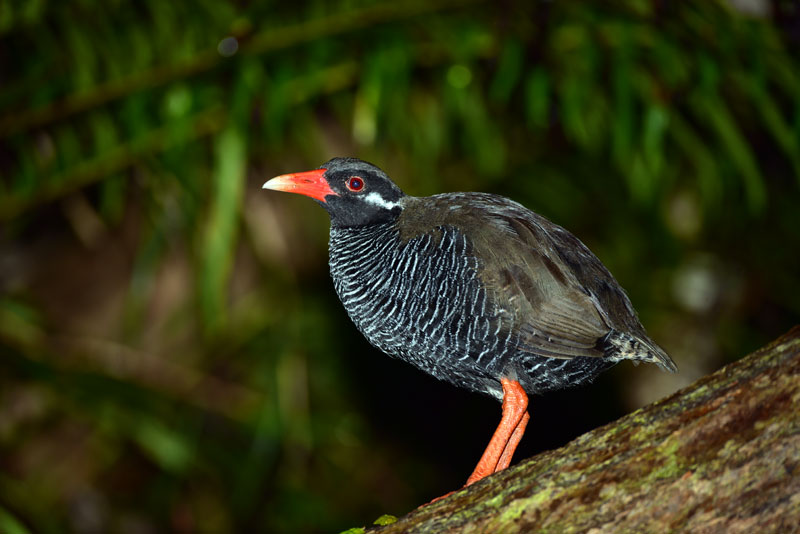 ヤンバルクイナ