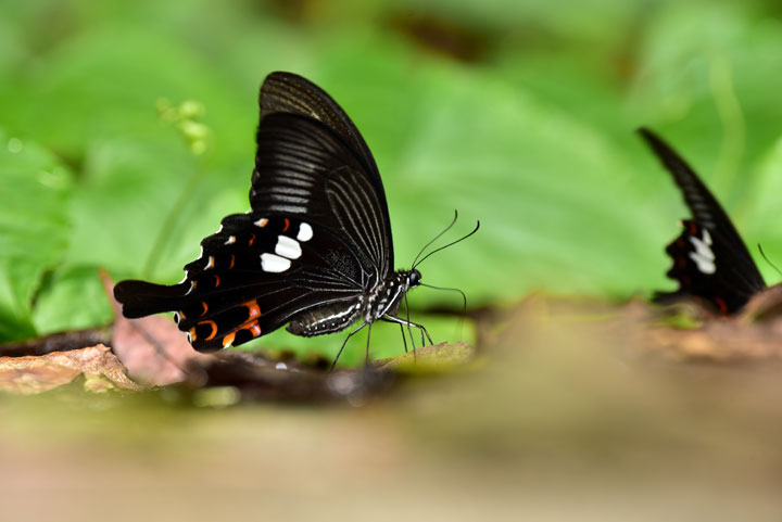 モンキアゲハ吸水行動