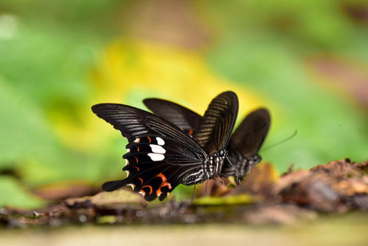 モンキアゲハ吸水行動