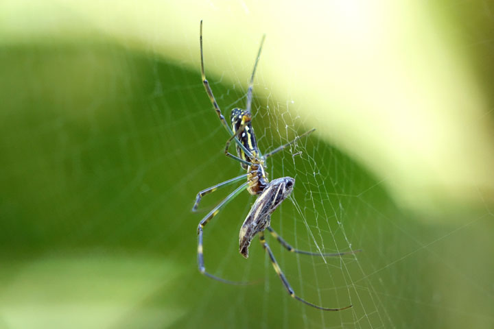 ジョロウグモ幼体