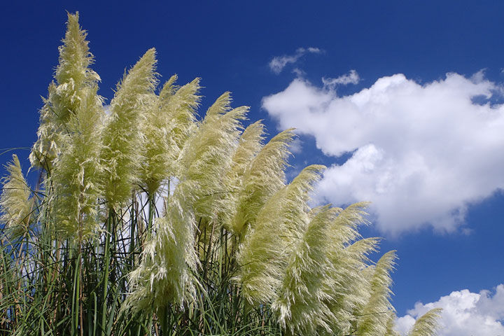 パンパスグラス