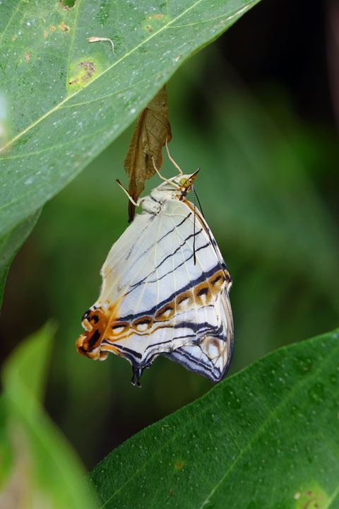 イシガケチョウ羽化
