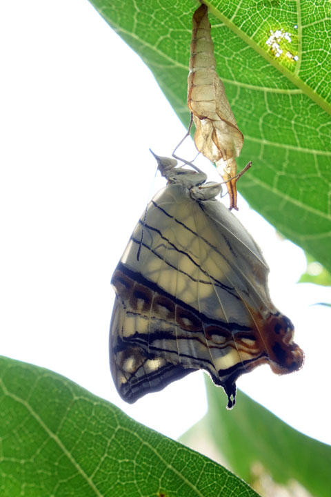 イシガケチョウ羽化