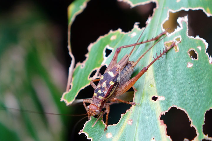 マダラマツムシ