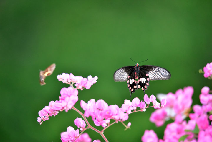 ベニモンアゲハ