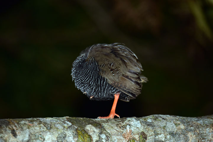 ヤンバルクイナ