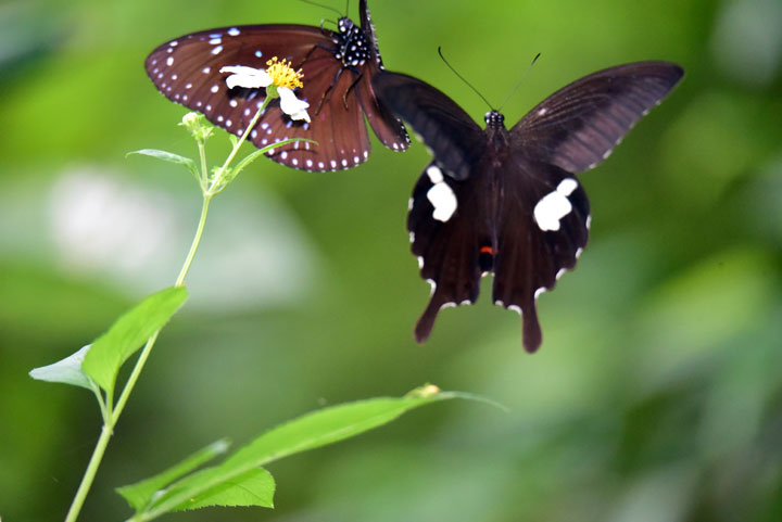 ツマムラサキマダラ雄とモンキアゲハ