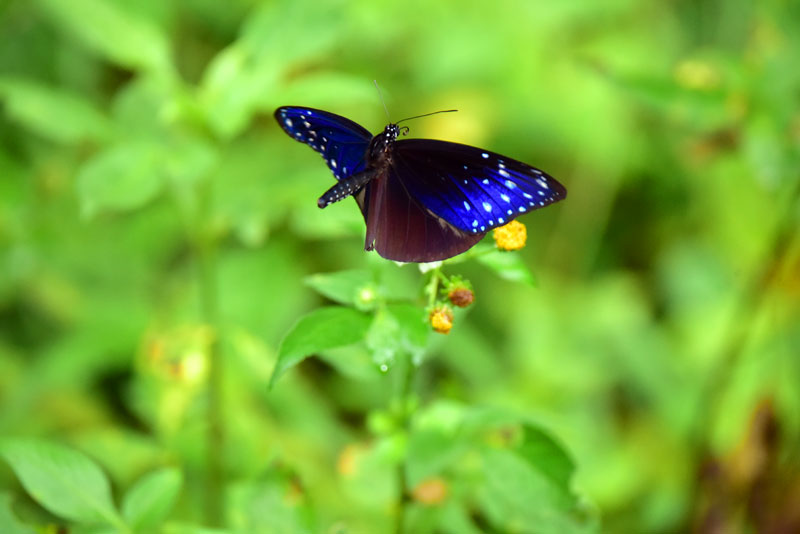 ツマムラサキマダラ雄