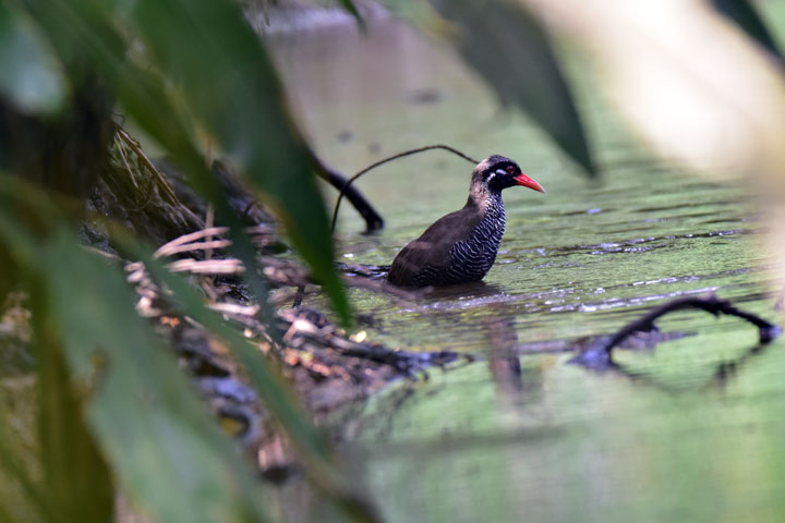 ヤンバルクイナ