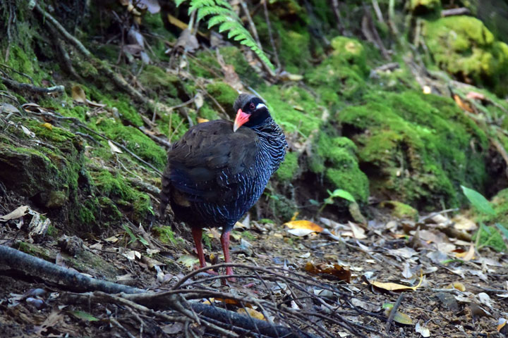 ヤンバルクイナ