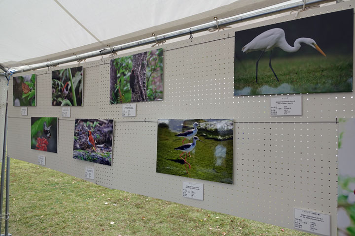 バードフェスタ・シグマブース バードフェスタ・シグマブース