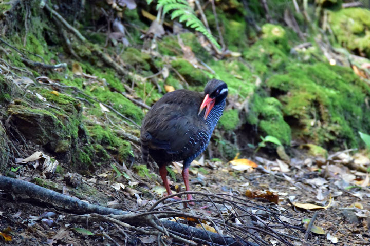 ヤンバルクイナ ヤンバルクイナ