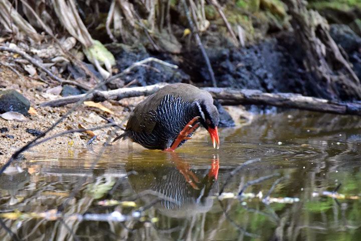 ヤンバルクイナ ヤンバルクイナ