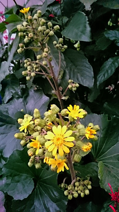 ツワブキ開花 ツワブキ開花