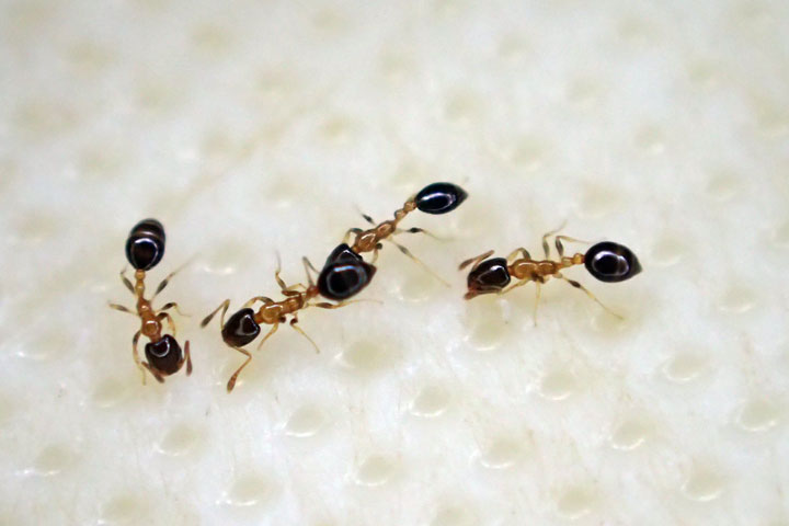 アリの一種 アリの一種