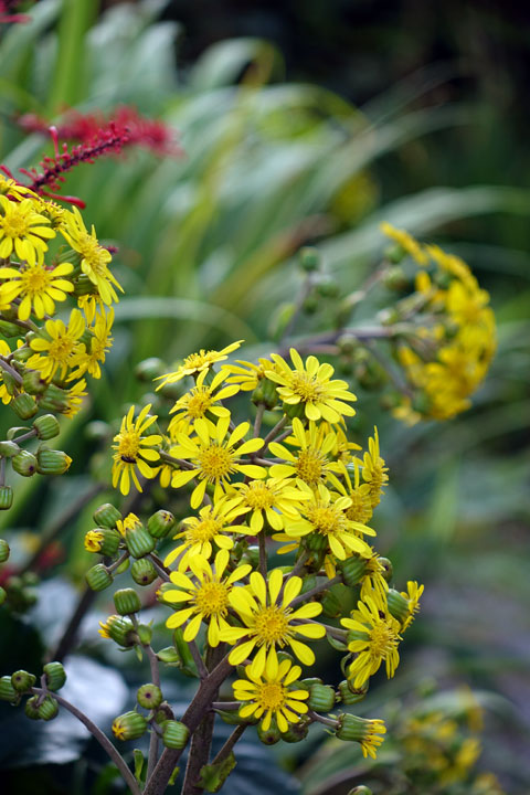 ツワブキ ツワブキ