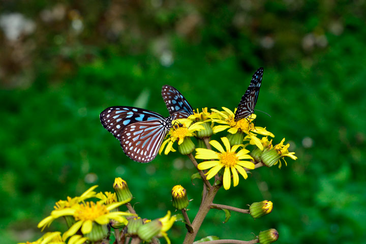 リュウキュウアサギマダラ リュウキュウアサギマダラ