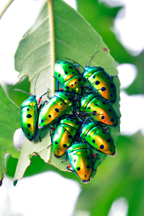 ナナホシキンカメムシ ナナホシキンカメムシ