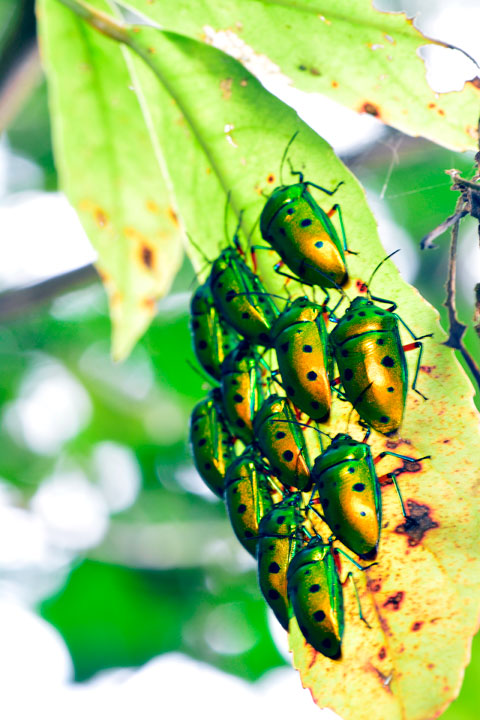 ナナホシキンカメムシ ナナホシキンカメムシ